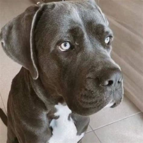 hermes cane adottare|Hermès : Chien Cane Corso à l'adoption (Lançon.